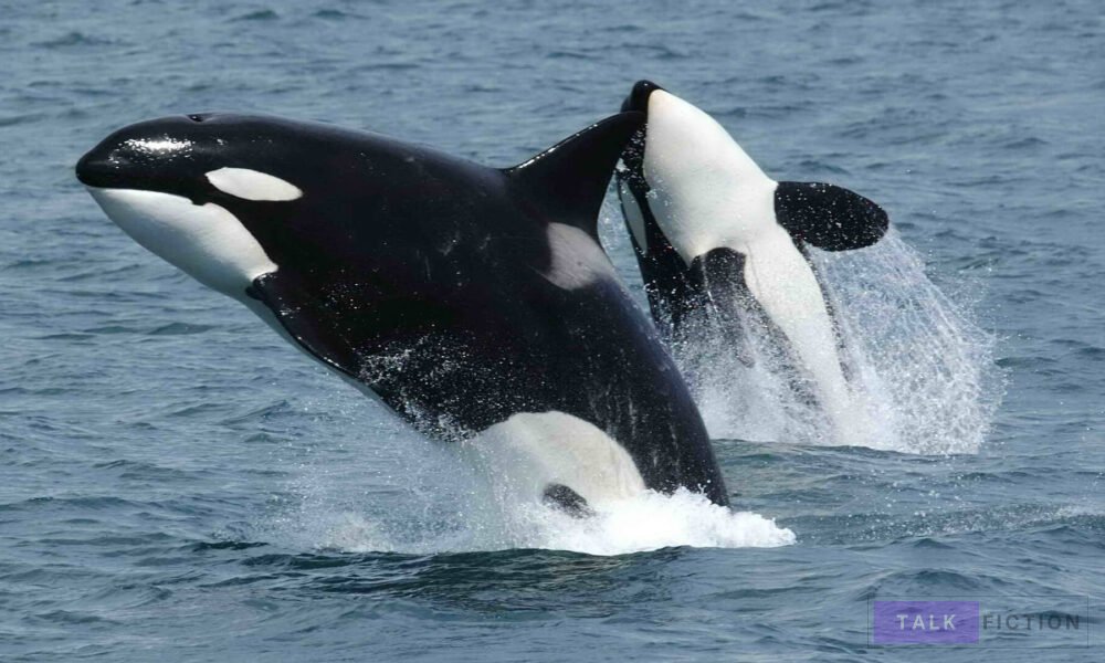 Black Killer Whale Baby
