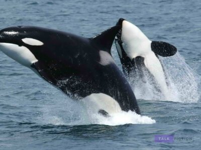 Black Killer Whale Baby